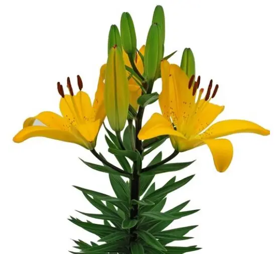 Lily Asiatic Golden Matrix