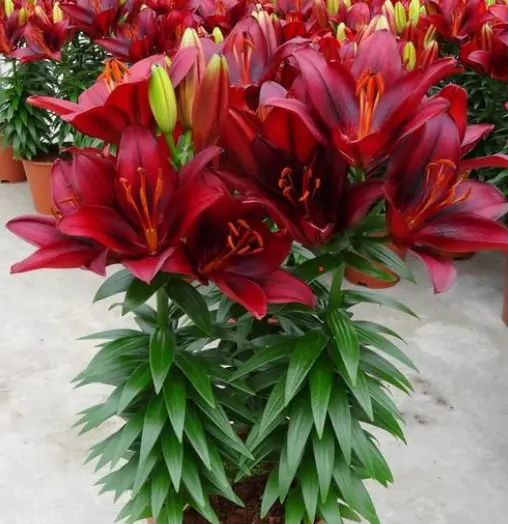 Lily Tiny Rocket
