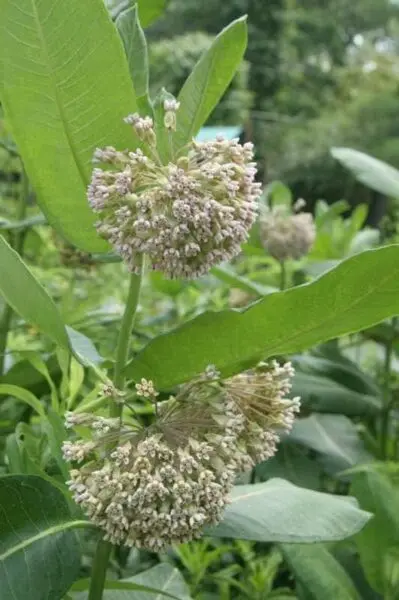 Milkweed Common - Native