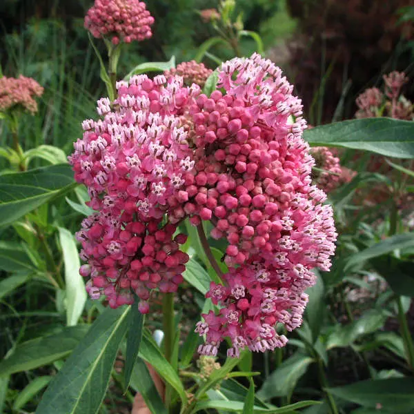 Milkweed Marsh Cinderella