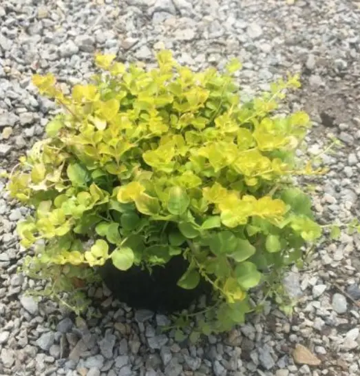 Lysimachia - Creeping Jenny