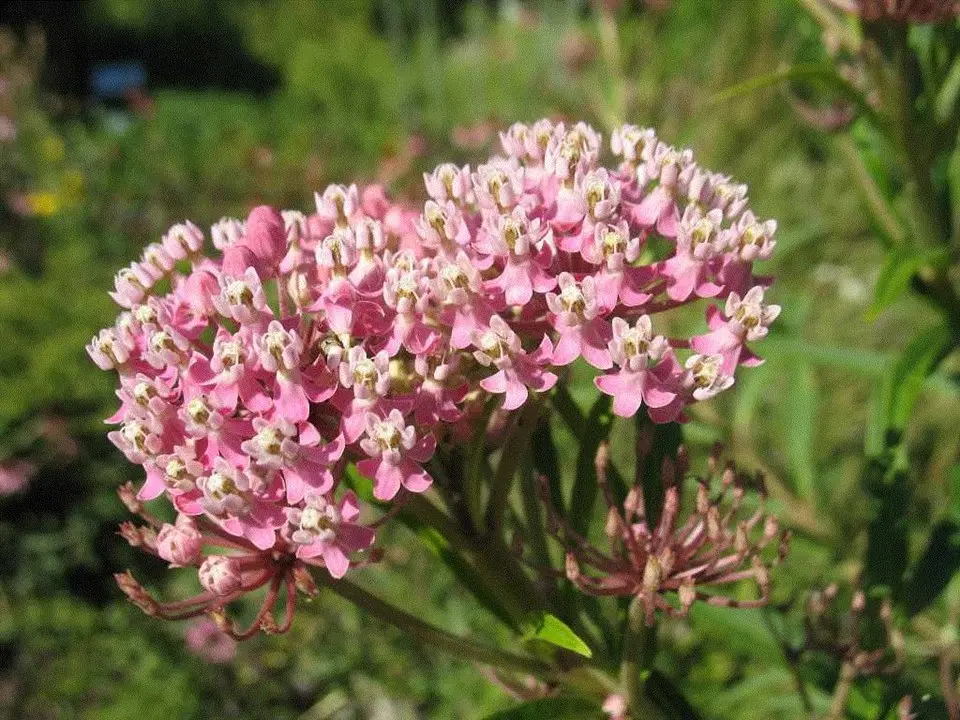 Milkweed Marsh - Native
