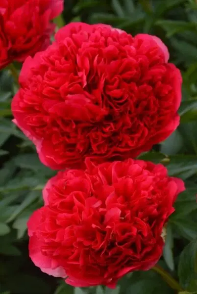 Peony Command Performance