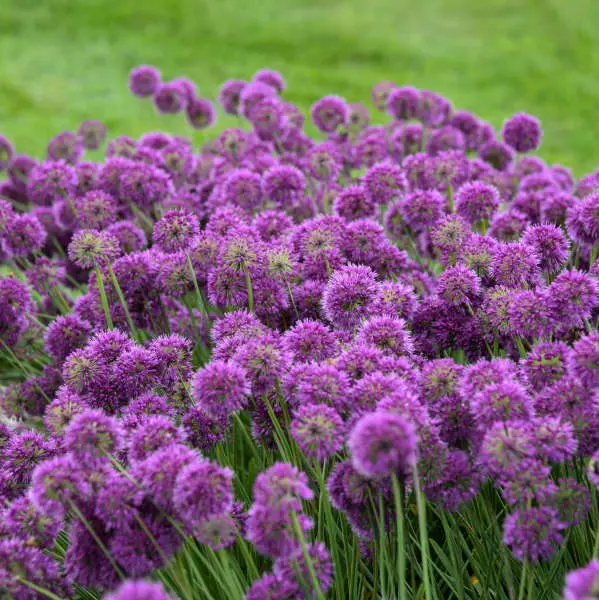 Ornamental Onion Lavender Bubbles