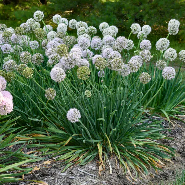 Ornamental Onion Bobblehead