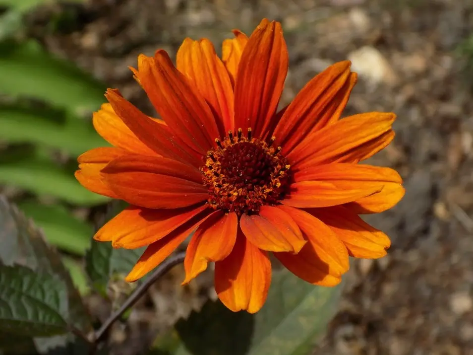 False Sunflower Fire Twister