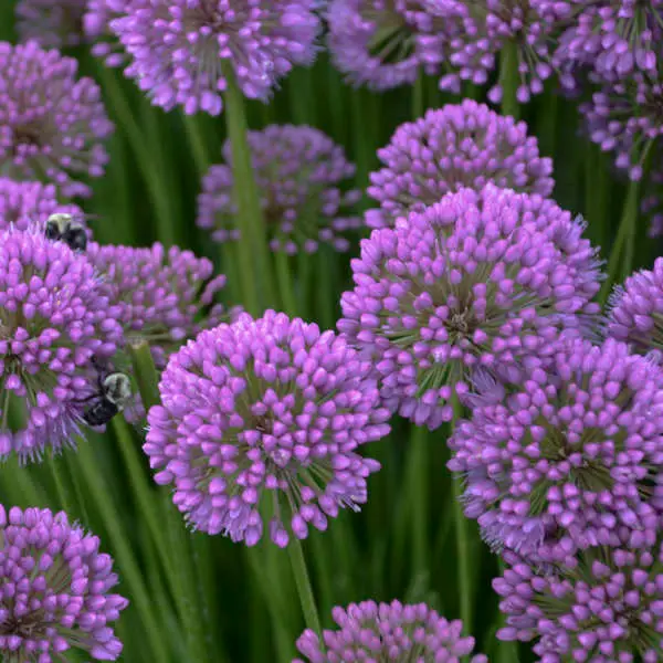 Ornamental Onion Millennium