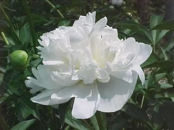 Peony Duchess De Nemours