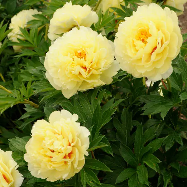 Peony Itoh Bartzella