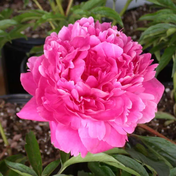Peony Kansas