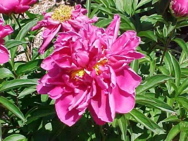 Peony Karl Rosenfeld