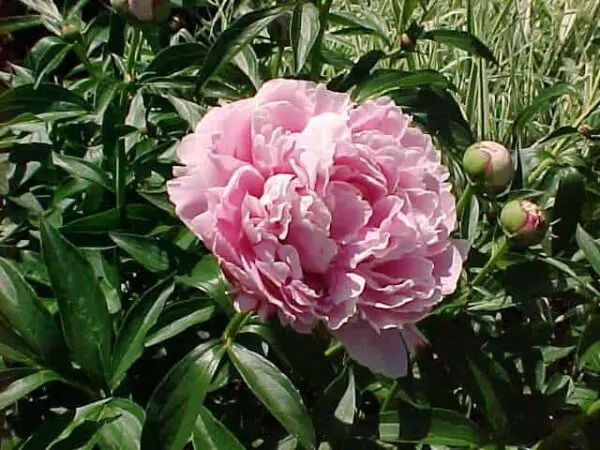 Peony Sarah Bernhardt
