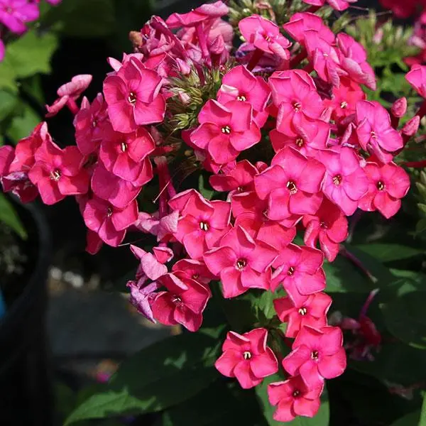 Phlox Garden Ka Pow Pink