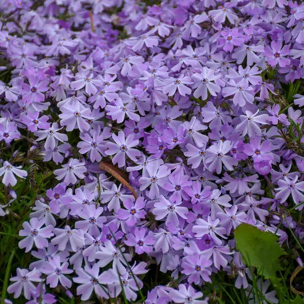 Phlox Creeping Emerald Blue