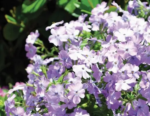 Phlox Creeping Paparazzi Angelina