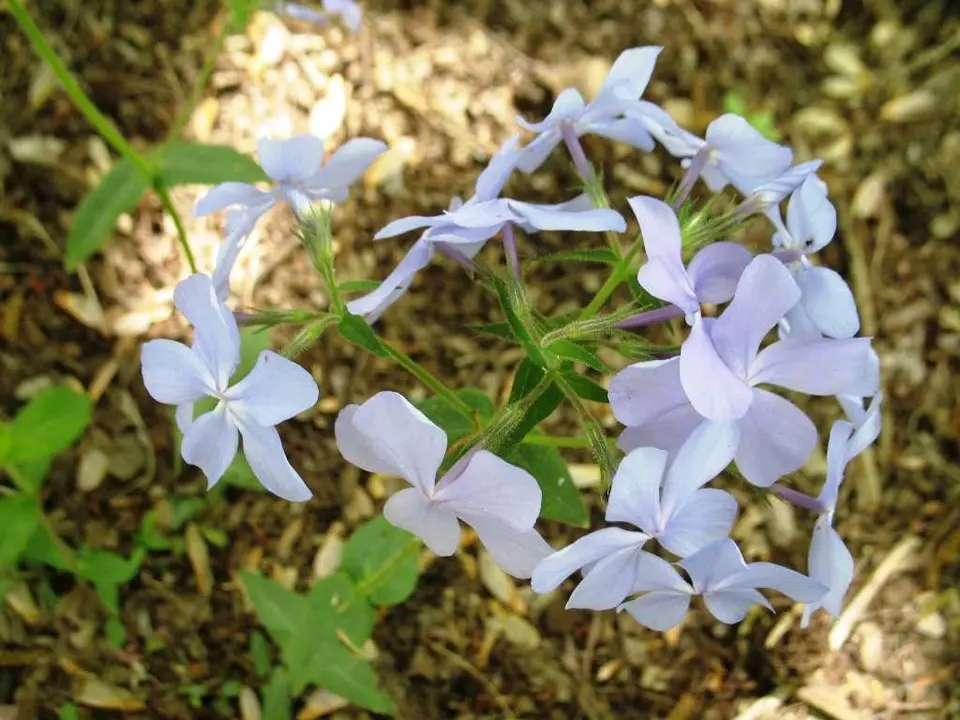 Phlox Blue Wood - Native