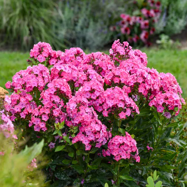 Phlox Garden Pink Lightning