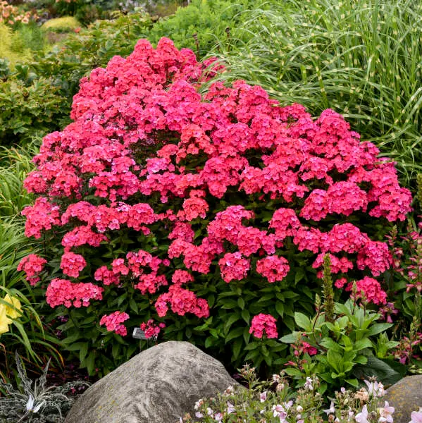 Phlox Garden Glamour Girl