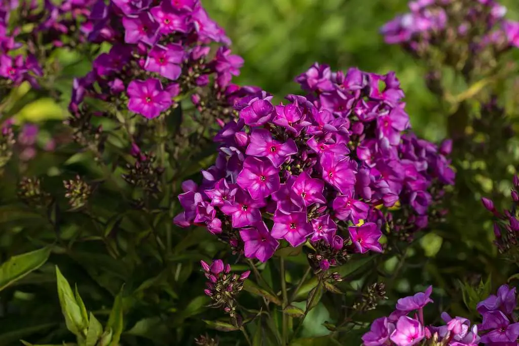 Phlox Grape Lollipop