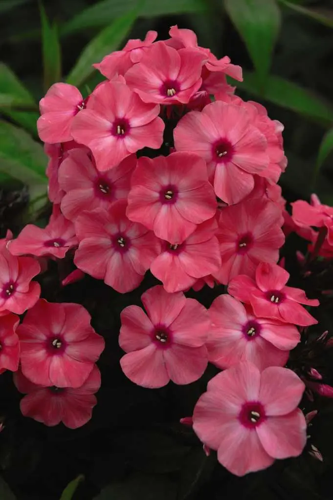 Phlox Garden Coral Creme Drop