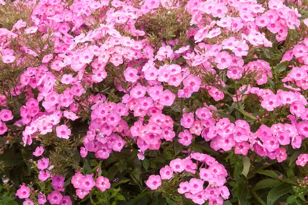 Phlox Garden Cotton Candy