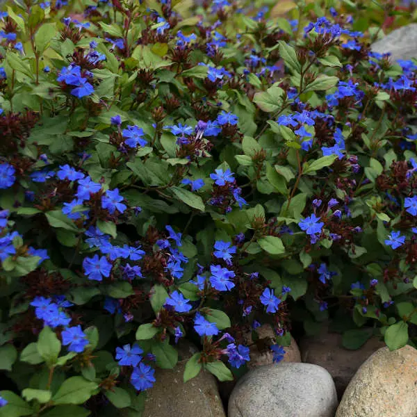 Plumbago Leadwort