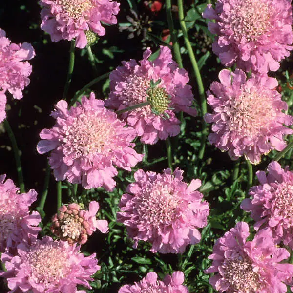 Pincushion Pink Mist