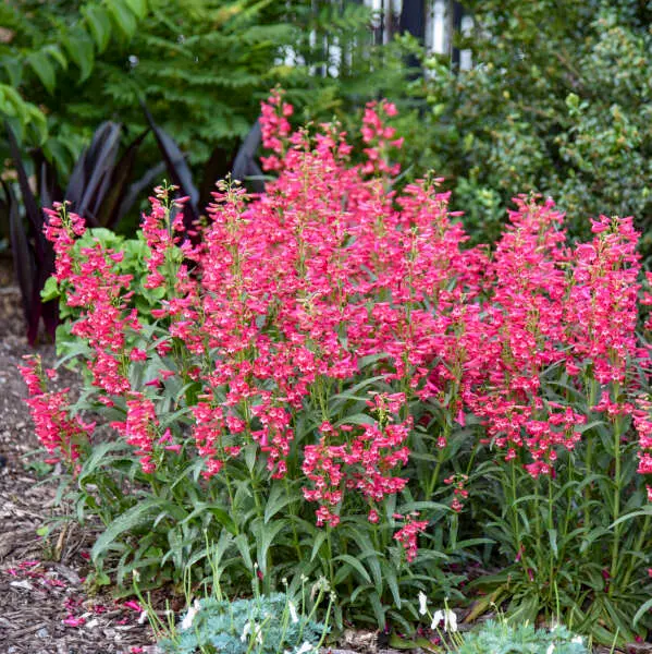 Beardtongue Rose Rhinestones