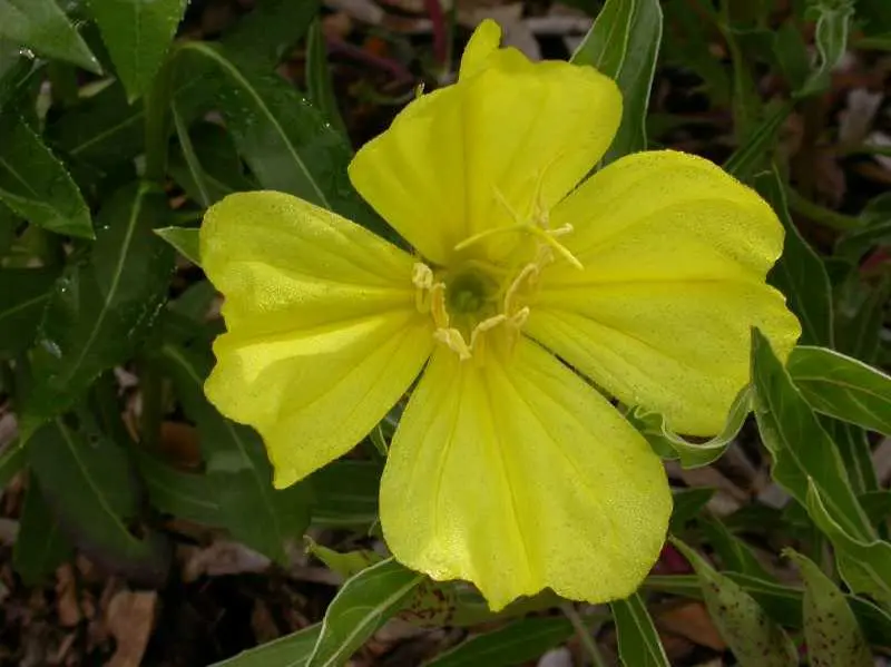 Primrose Missouri - Native