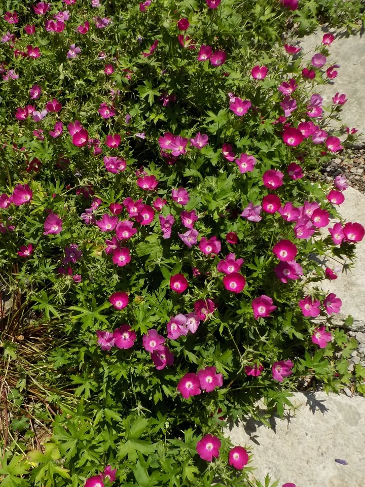 Purple Poppy Mallow - Native