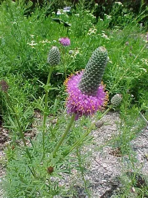 Purple Prairie Clover - Native