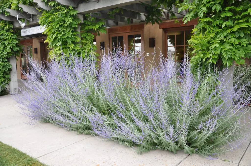 Russian Sage