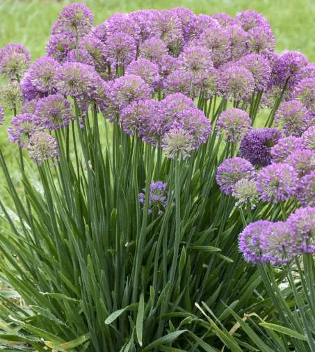 Ornamental Onion Serendipity