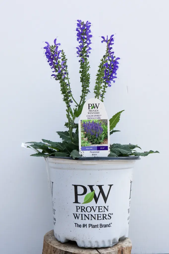 Salvia Indiglo Girl