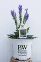 Salvia Indiglo Girl