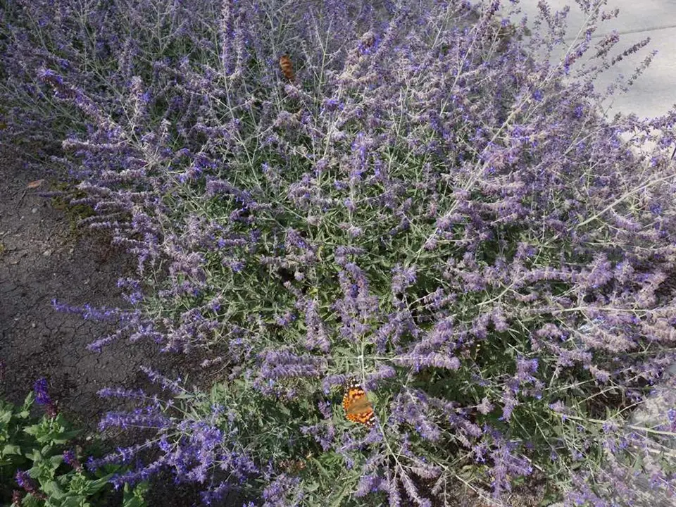 Russian Sage Crazy Blue
