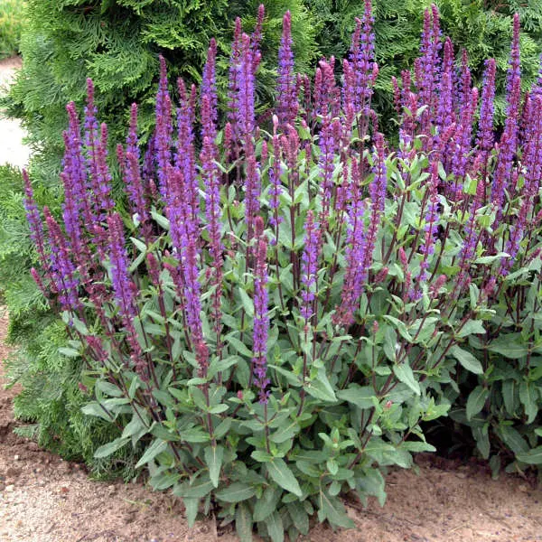Salvia Caradonna