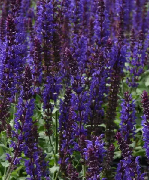 Salvia Lyrical Blues