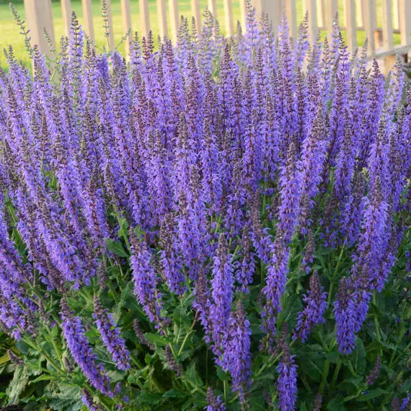 Salvia May Night