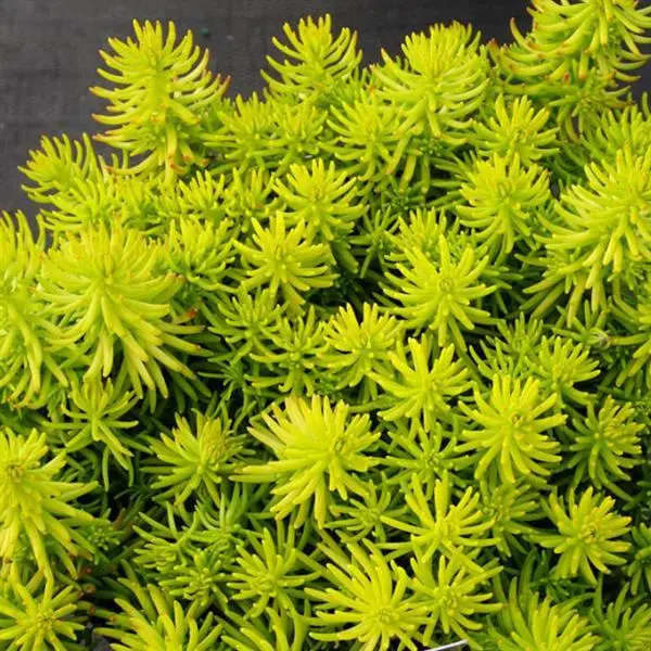 Sedum Prima Angelina