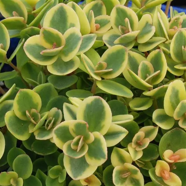 Sedum Sunsparkler Lime Twister