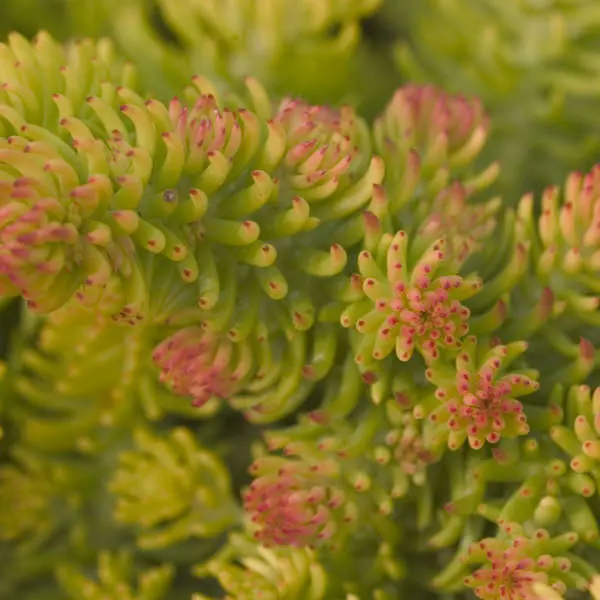 Sedum Angelina