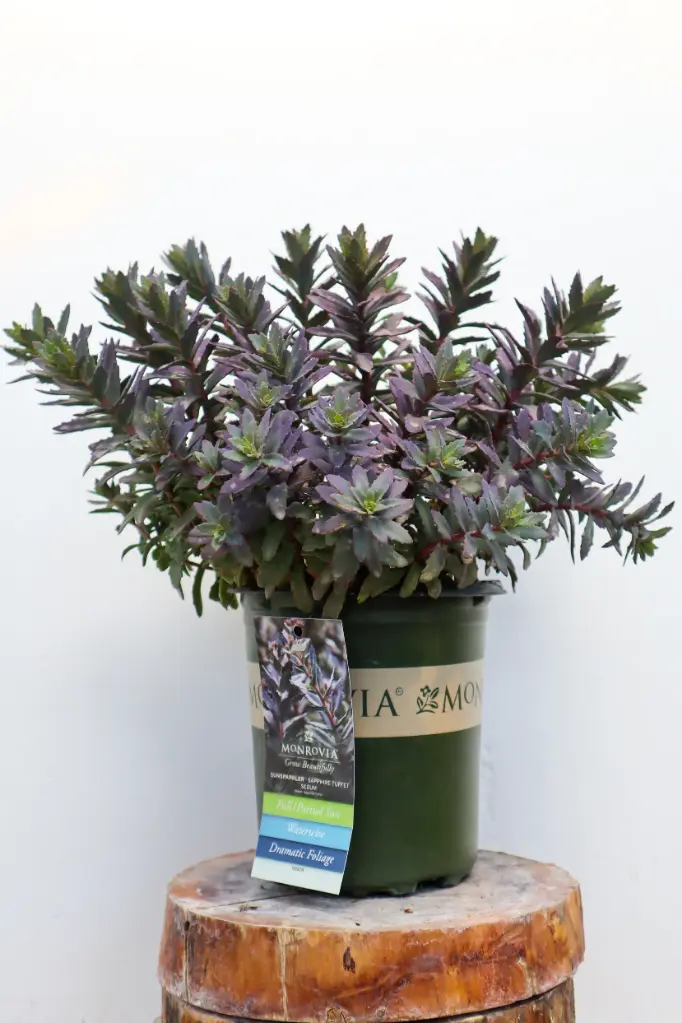 Sedum Sunsparkler Sapphire Tuffet