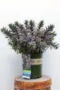 Sedum Sunsparkler Sapphire Tuffet