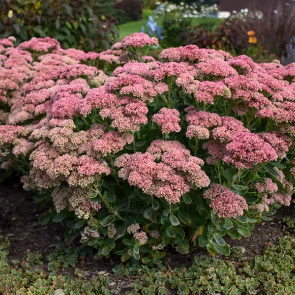 Sedum Autumn Joy