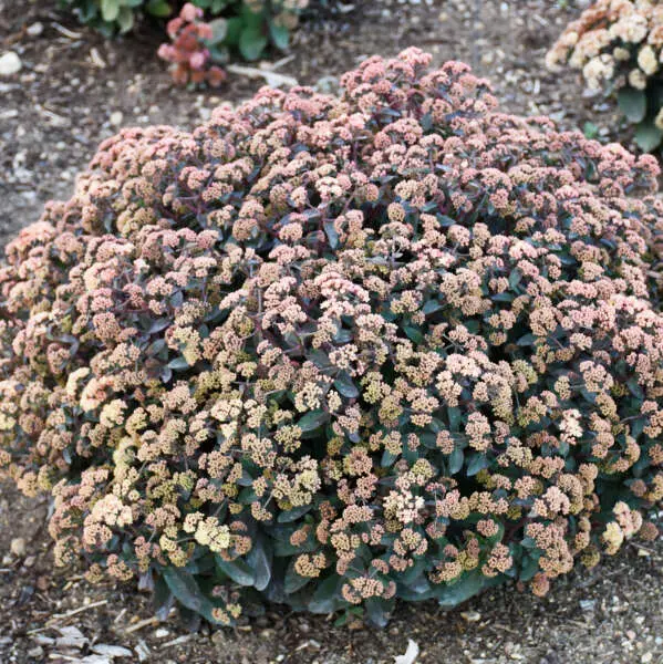 Sedum Tiramisu