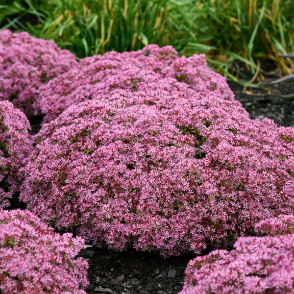 Sedum Pride and Joy