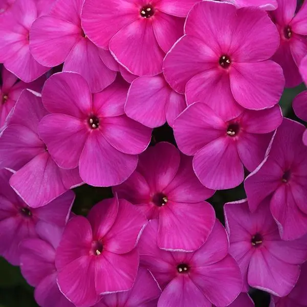 Phlox Garden Super Ka Pow Lavender