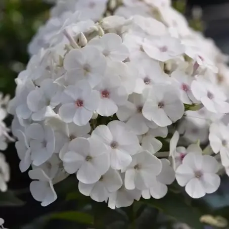 Phlox Garden Super Ka Pow White