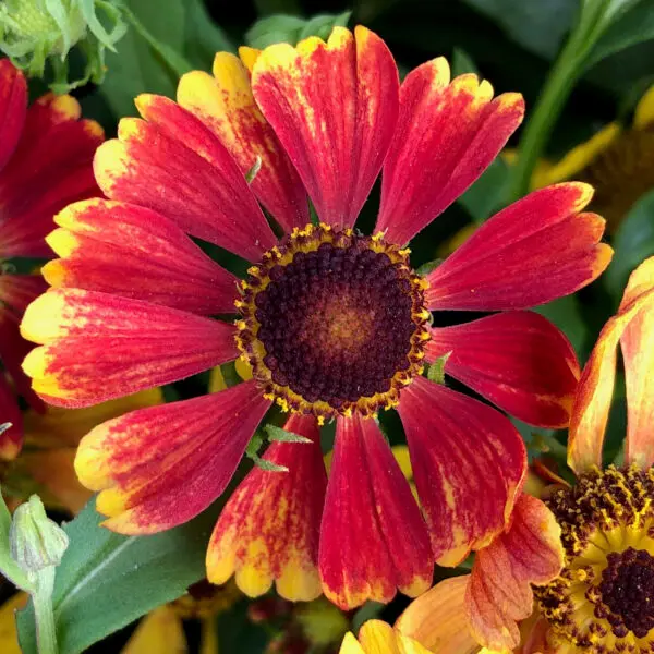 Helenium HayDay Red Bicolor
